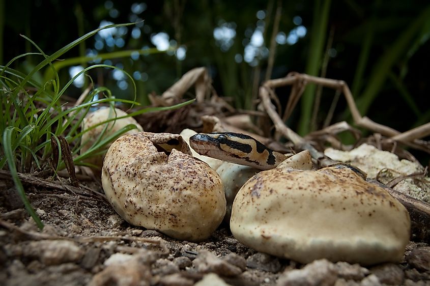 Burmese python hatchlings
