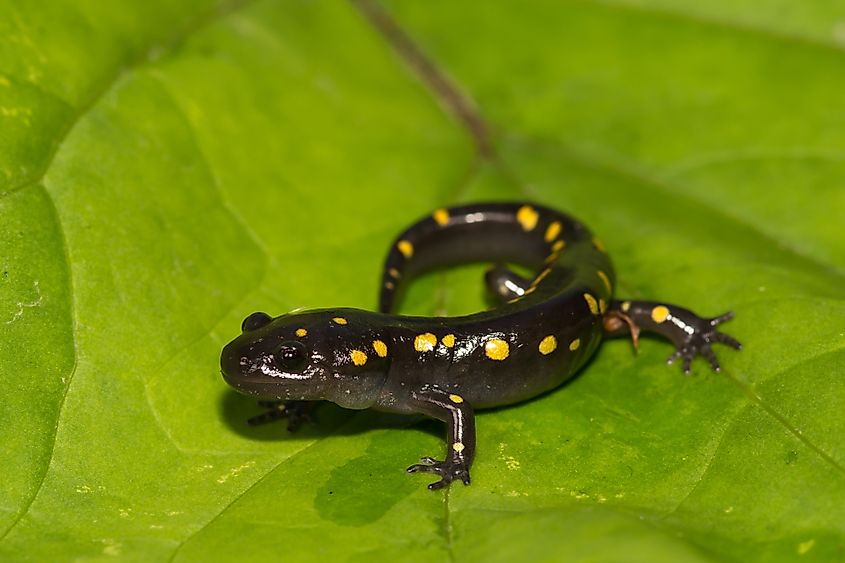 A spotted salamander (Ambystoma maculatum)