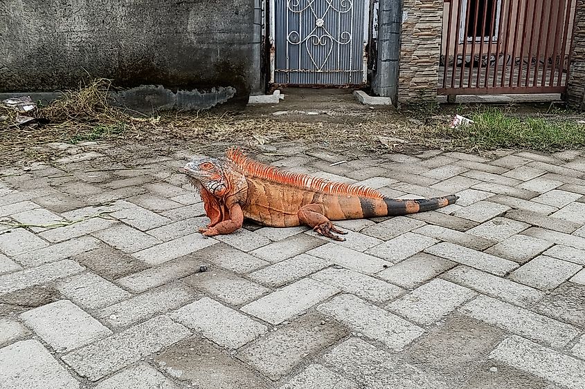 An iguana spotted in a residential area.