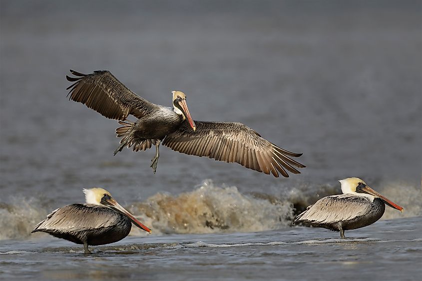 A group of brown pelicans (Pelecanus occidentalis)