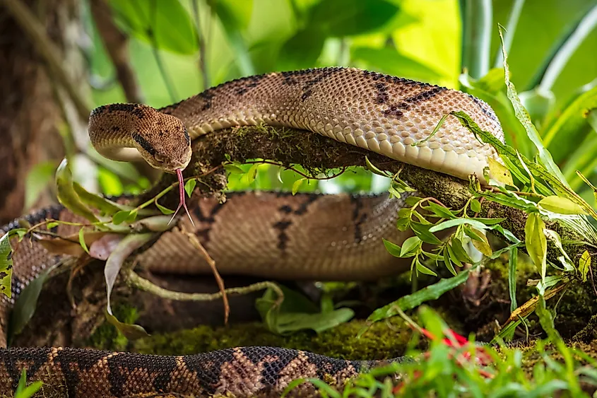 A Central American bushmaster (Lachesis stenophrys)