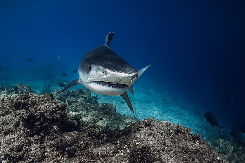 Tiger shark swims with mouth open