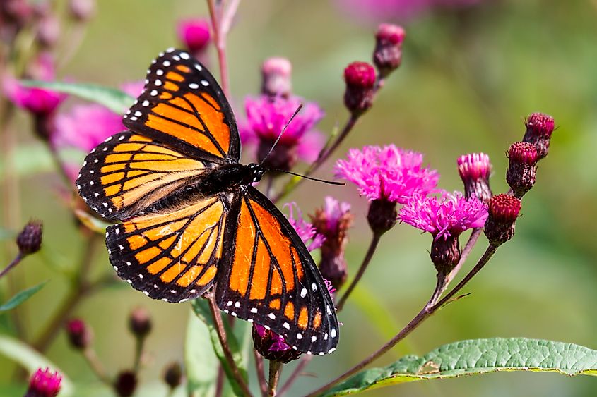 A viceroy butterfly (Limenitis archippus)