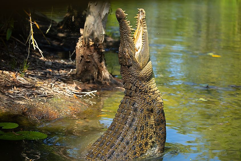 A saltwater crocodile (Crocodylus porosus)