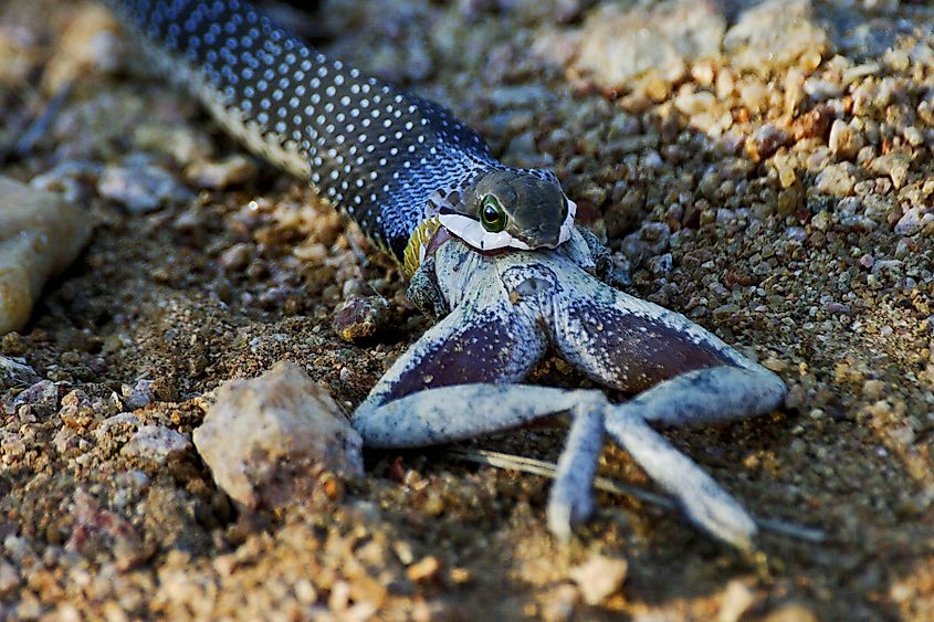 A Boomslang eating a frog