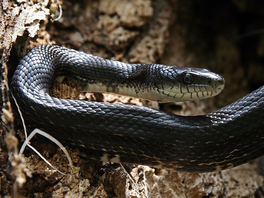 A black rat snake (Pantherophis obsoletus)