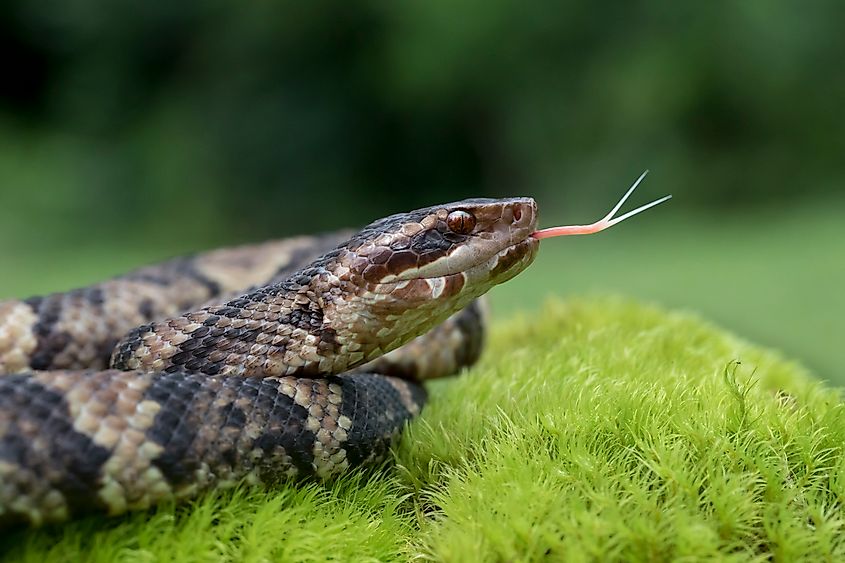 A cottonmouth (Agkistrodon piscivorus)