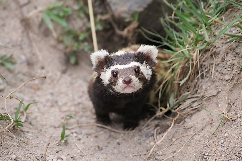 A marbled polecat (Vormela peregusna)