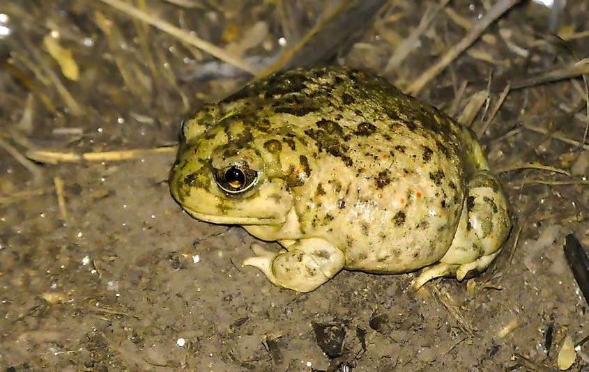 A New Mexico spadefoot toad (Spea multiplicata)