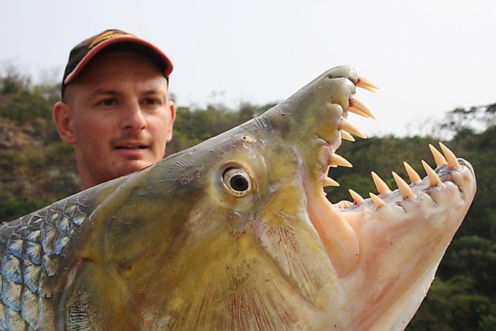 Goliath tigerfish caught by an angler.