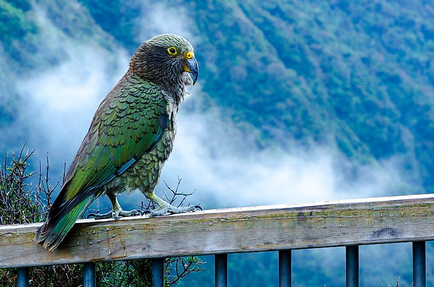 A kea (Nestor notabilis)