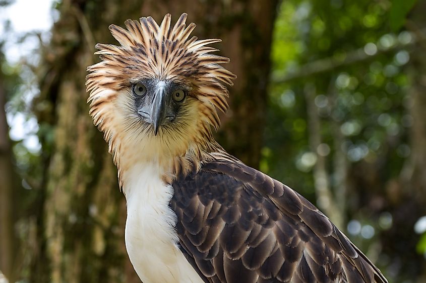 A Philippine eagle (Pithecophaga jefferyi)