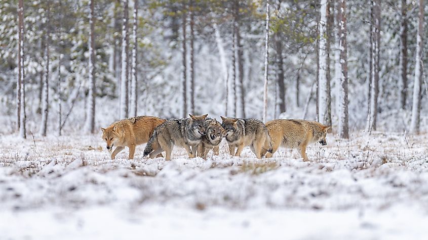 A pack of wolves in the Finnish taiga.