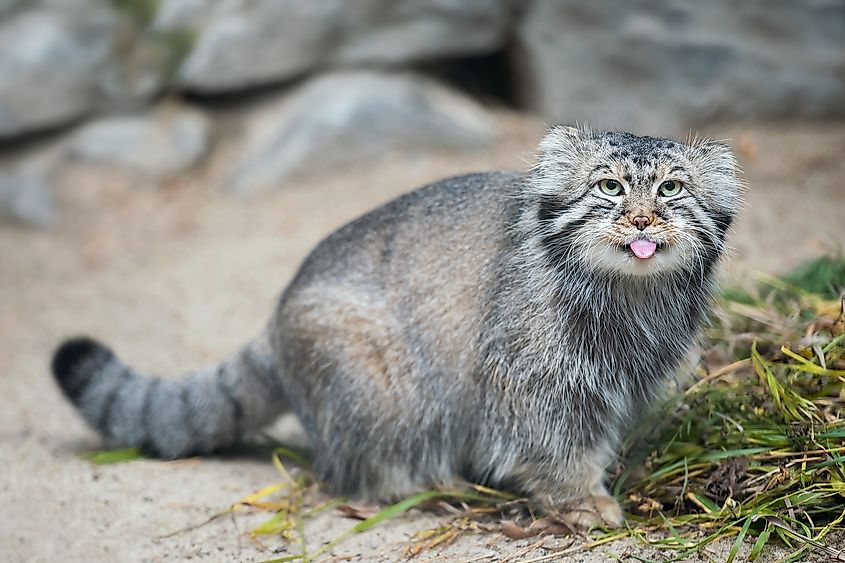 A Pallas's cat (Otocolobus manul)