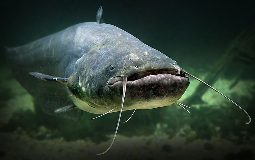 A wels catfish (Silurus glanis)