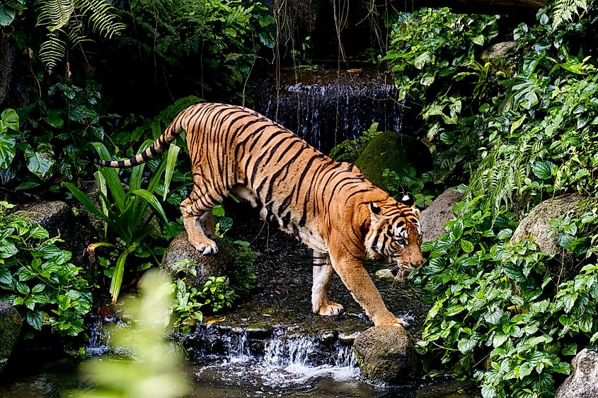 An adult male Malayan tiger (panthera tigris jacksoni) prowling. 