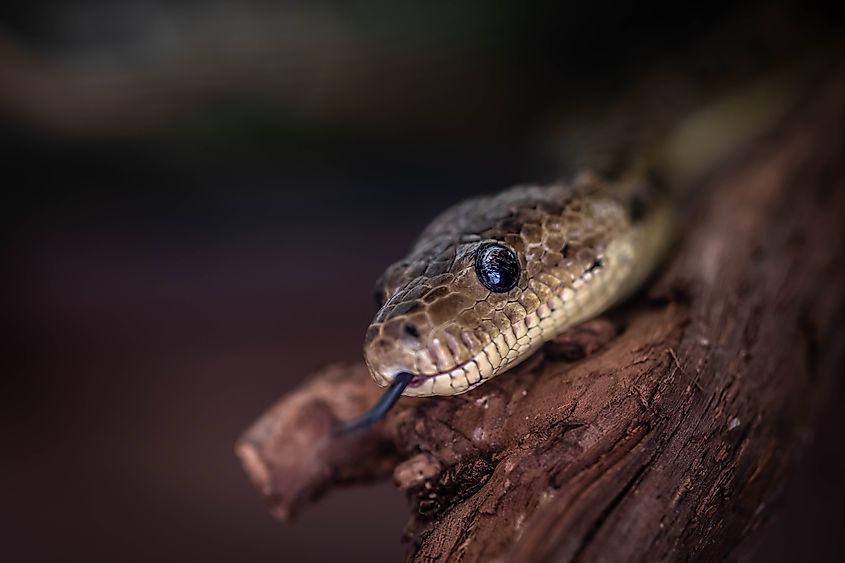 A Cuban boa (Chilabothrus angulifer)