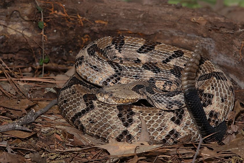A Timber Rattlesnake in North Carolina