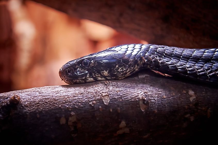 A black forest cobra (Naja guineensis)