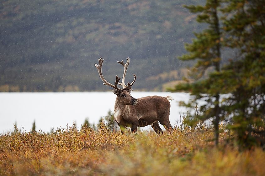 A caribou in the forests of the taiga.