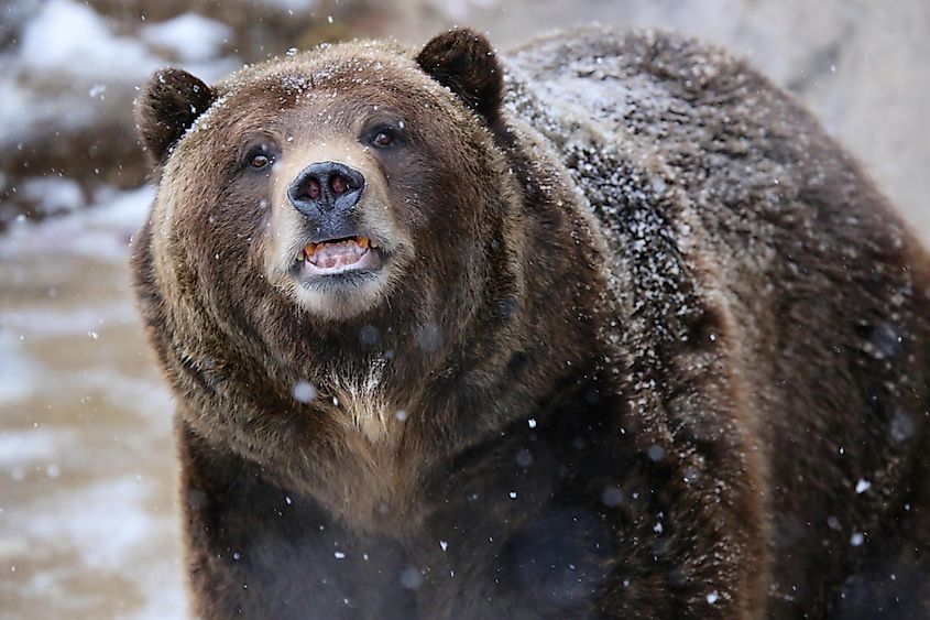 A grizzly bear showing its teeth.