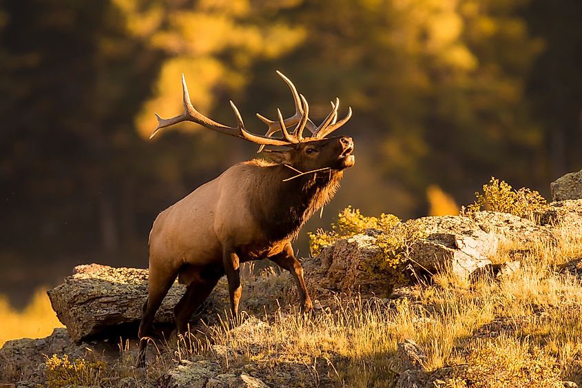 An elk (Cervus canadensis)
