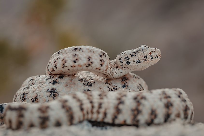 A speckled rattlesnake (Crotalus pyrrhus)