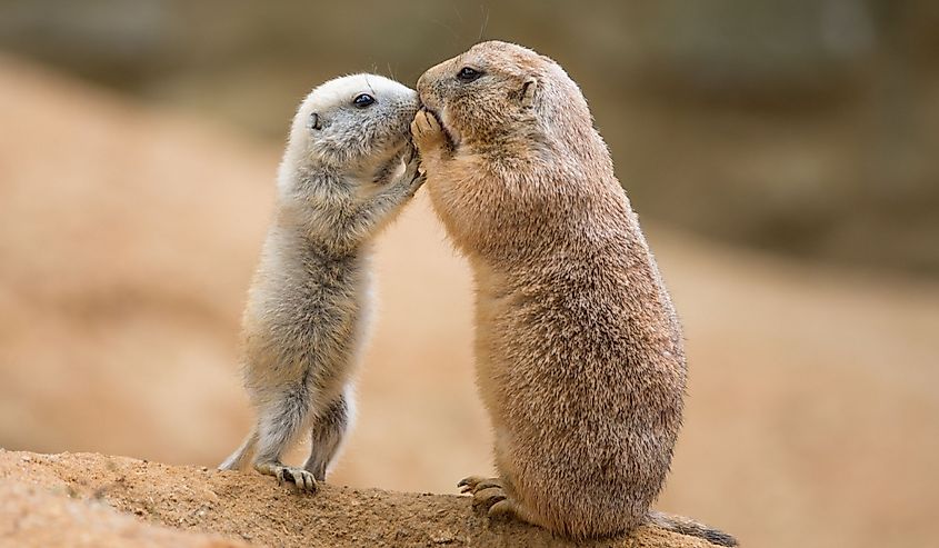 Adult prairie dog (genus cynomys) and a baby sharing their food