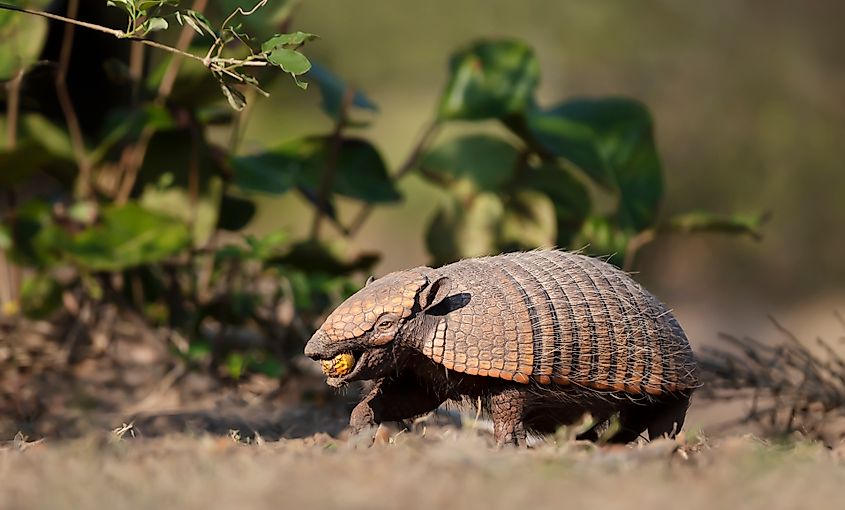 A six-banded armadillo (Euphractus sexcinctus)