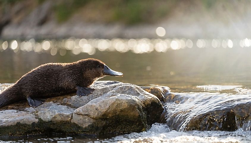 A platypus (Ornithorhynchus anatinus)