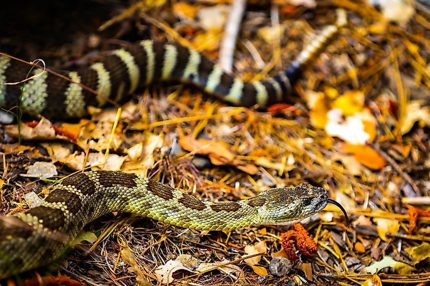 A northern Pacific rattlesnake (Crotalus oreganus oreganus)