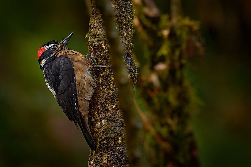 Hairy Woodpecker, Dryobates villosus