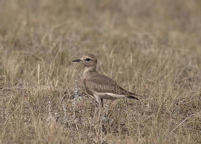 A mountain plover (Anarhynchus montanus)