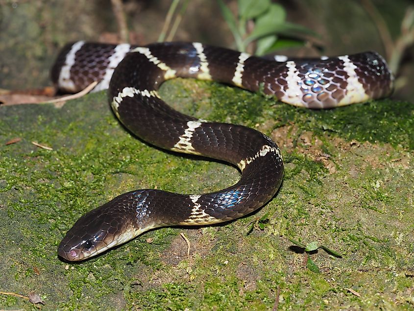 A many-banded krait (Bungarus multicinctus)