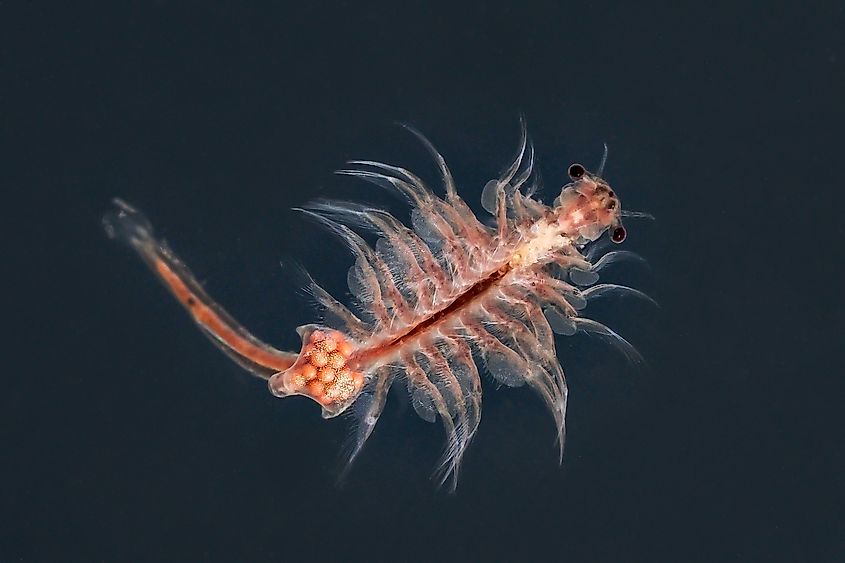 A brine shrimp (Artemia salina)