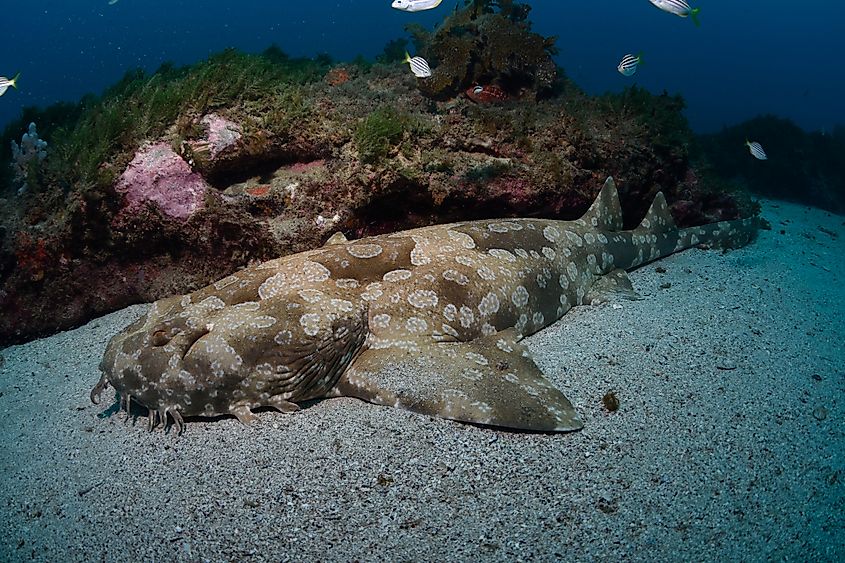 A spotted wobbegong (Orectolobus maculatus)