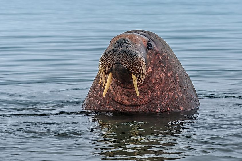 A group of Atlantic walruses hauled out on ice.