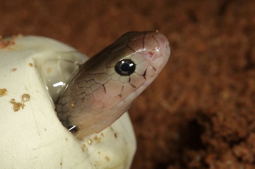 A Spitting Cobra hatchling