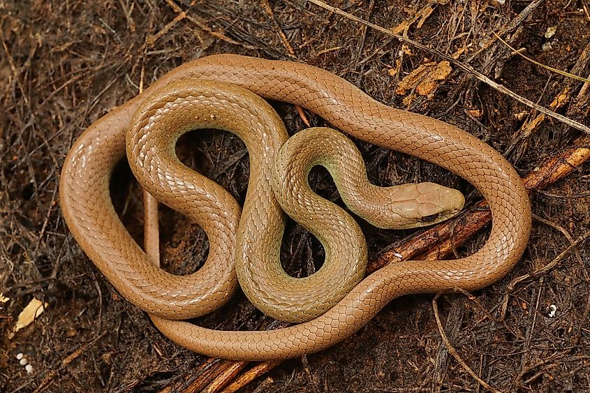 A coiled up western yellow-bellied racer snake.