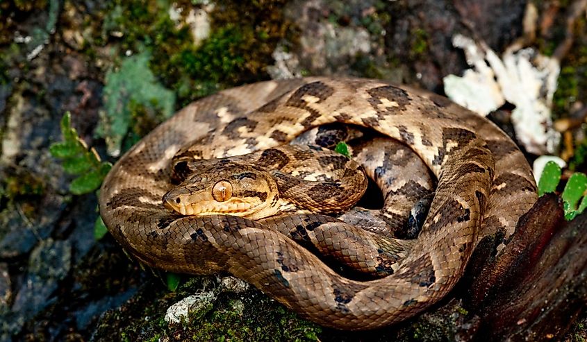 Boa constrictor (Boa constrictor), Darien rainforest, Panama.