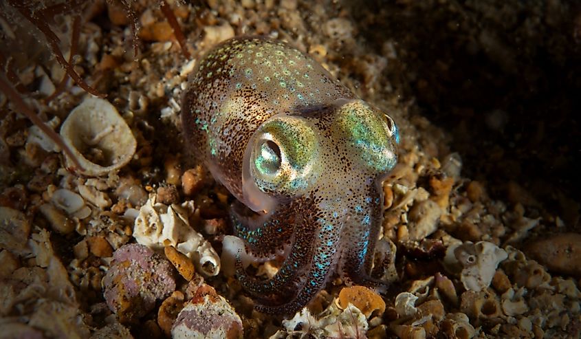 The Bobtail Squid Eating Shrimp