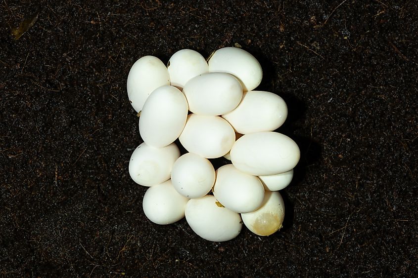 The eggs of a rhombic night adder (Causus rhombeatus)