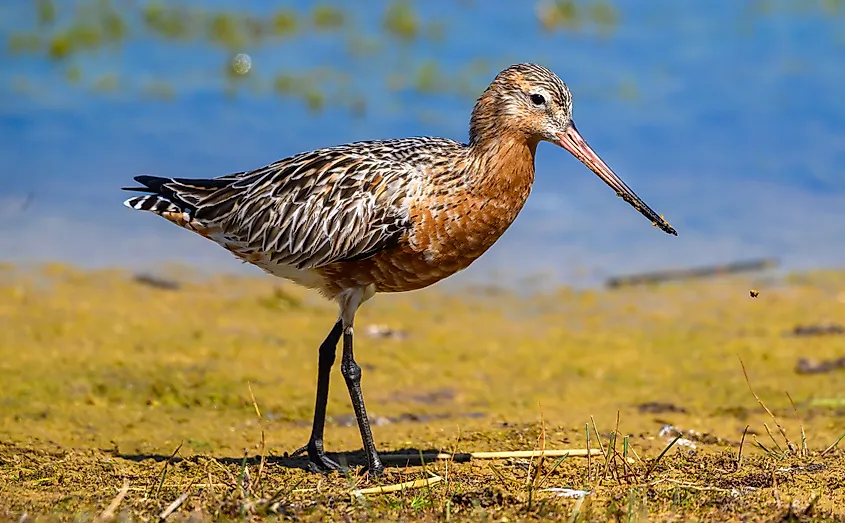 A bar-tailed godwit (Limosa lapponica)
