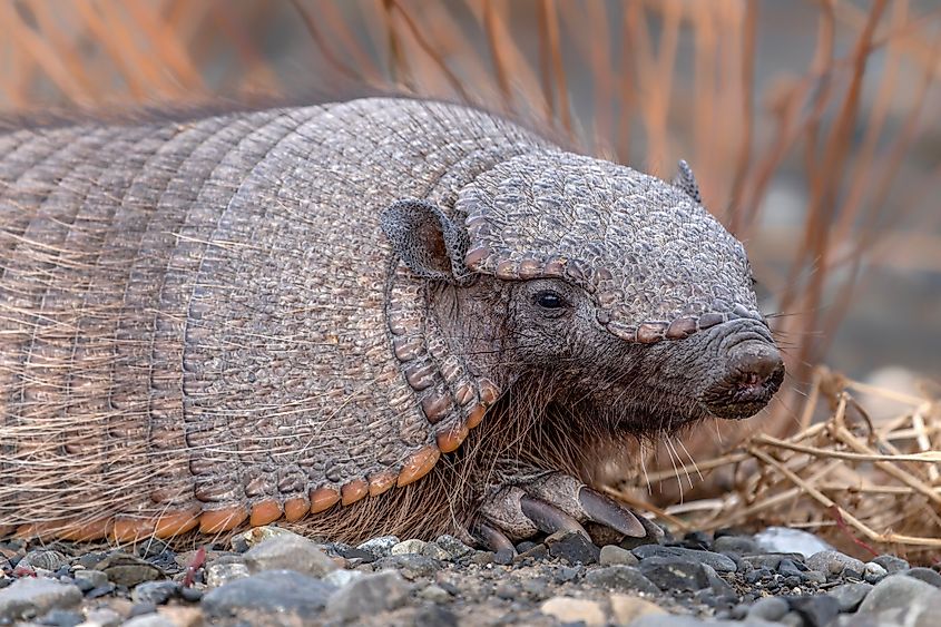 A Pichi armadillo (Zaedyus pichiy)
