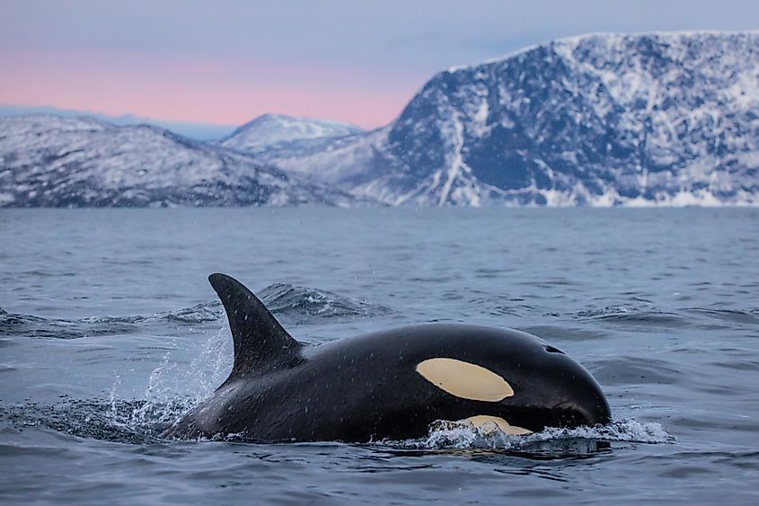 An orca (Orcinus orca)