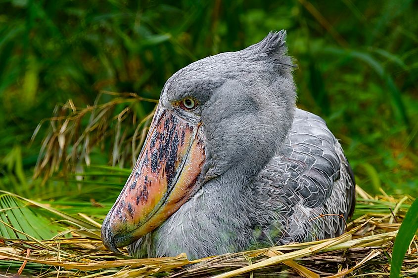 A shoebill (Balaeniceps rex)