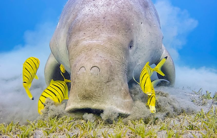 A dugong grazing on seagrass