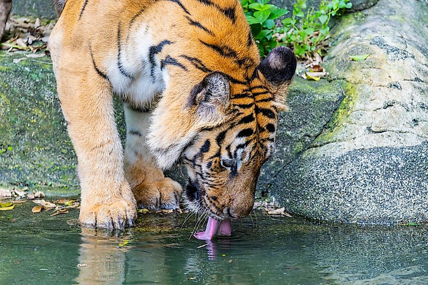 An Indochinese tiger (Panthera tigris corbetti)