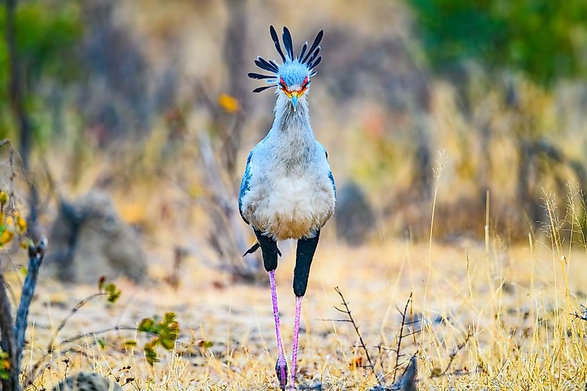A secretary bird (Sagittarius serpentarius)