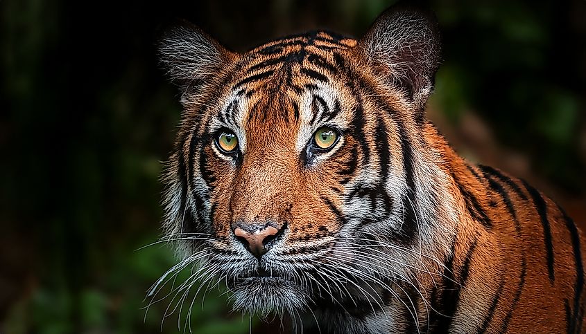 A Sumatran tiger (Panthera tigris sondaica)